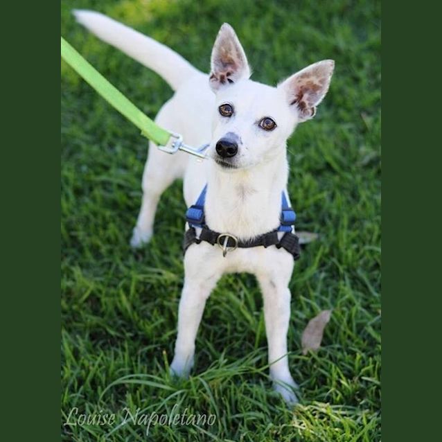 Photo of Posy