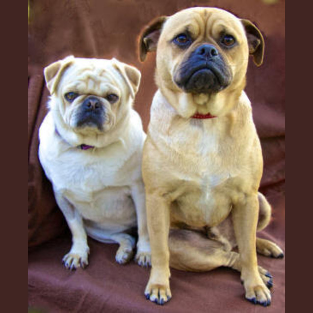 Photo of Pugsley