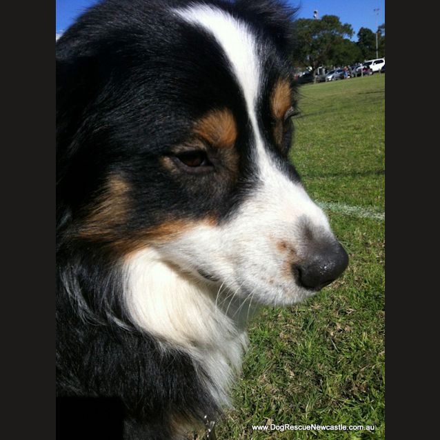 Photo of Myles (Adopted 10/2013)