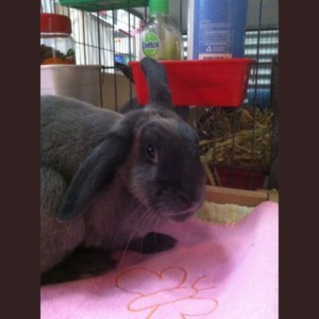 Photo of Bella