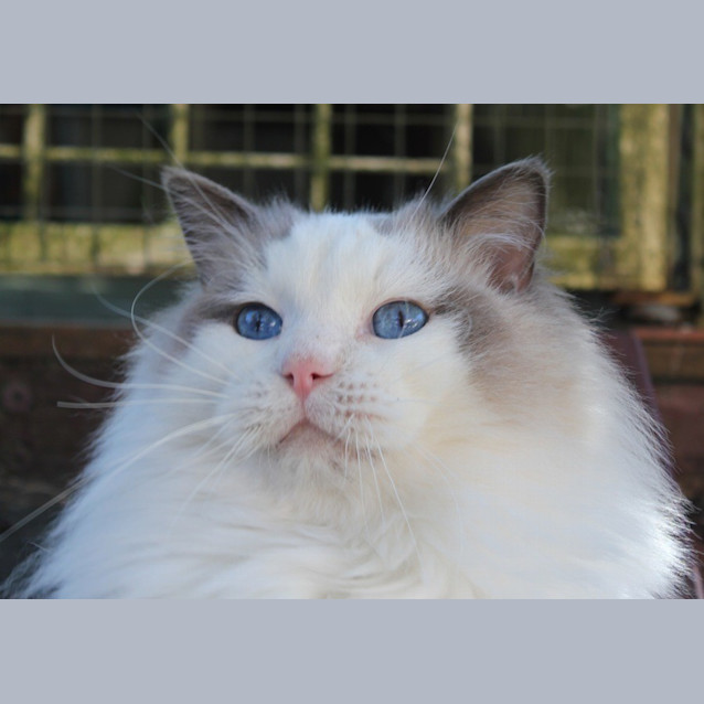 Photo of Romeo