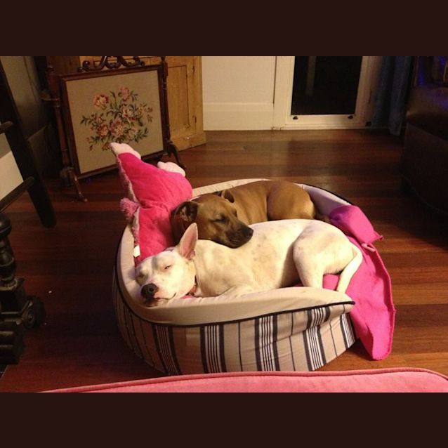 Photo of Casper