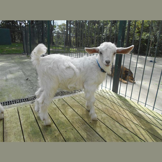 Photo of Harry "Not For Eating" On Hold