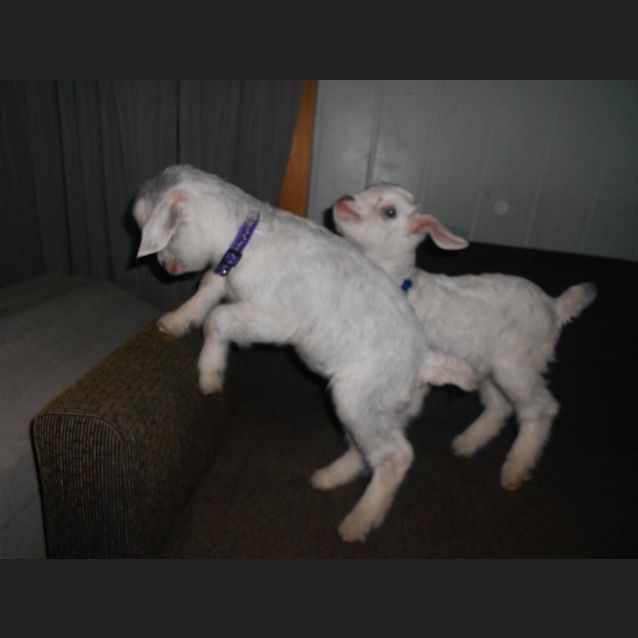 Photo of Harry "Not For Eating" On Hold