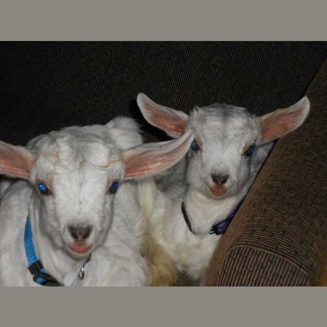 Photo of Harry "Not For Eating" On Hold