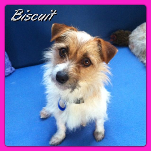 Photo of Biscuit (On Trial 29/8/13)
