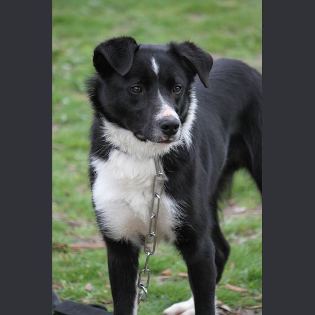 Photo of Foster (D456)