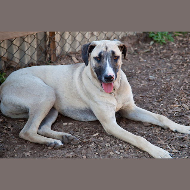 Photo of Tyson2