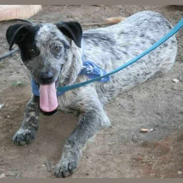 Photo of Lucky