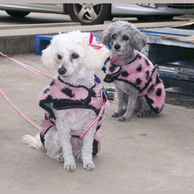 Photo of Misty & Millie