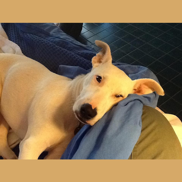 Photo of Smartie
