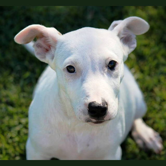 Photo of Smartie