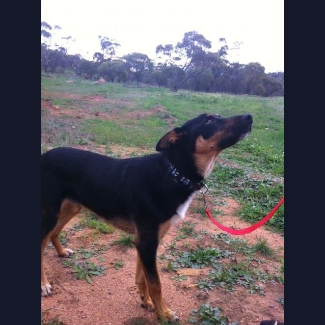 Photo of Ranger 