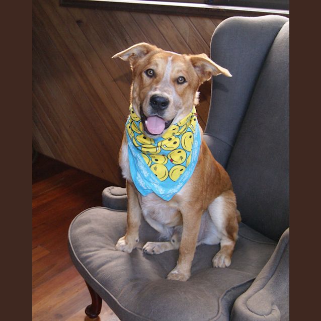 Photo of Digby (On Trial 3/10/13)