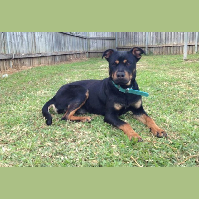 Photo of Roxy   I Have A Video!