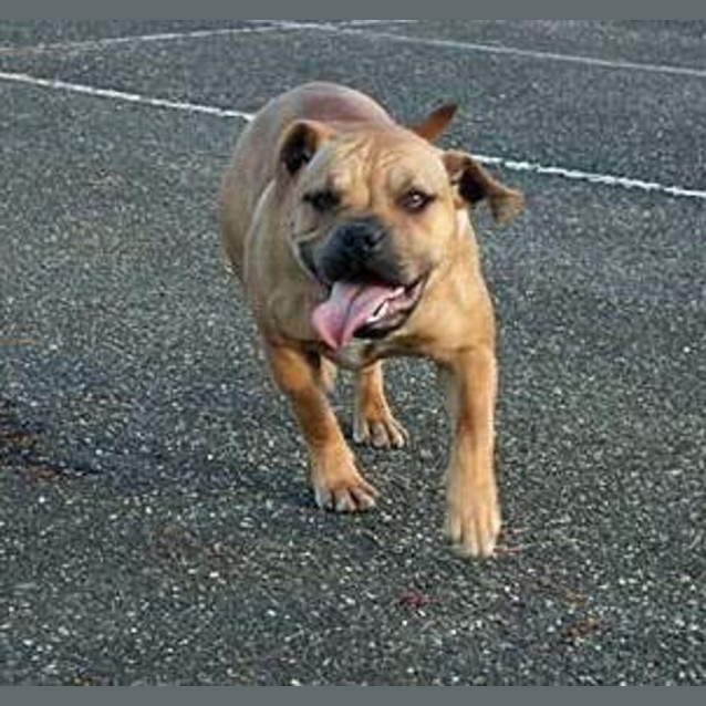 Photo of Ziva
