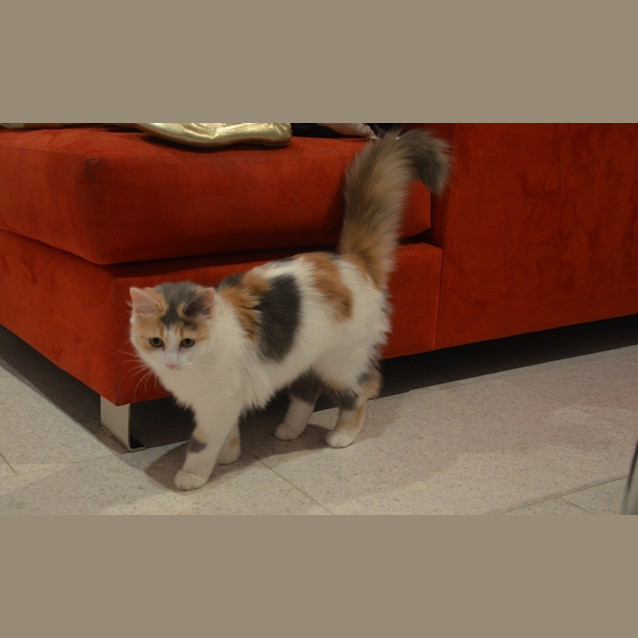 Photo of Jewell
