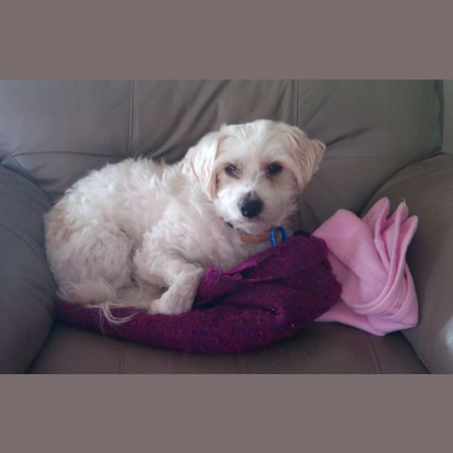 Photo of Dolce (On Trial 1/9/13)