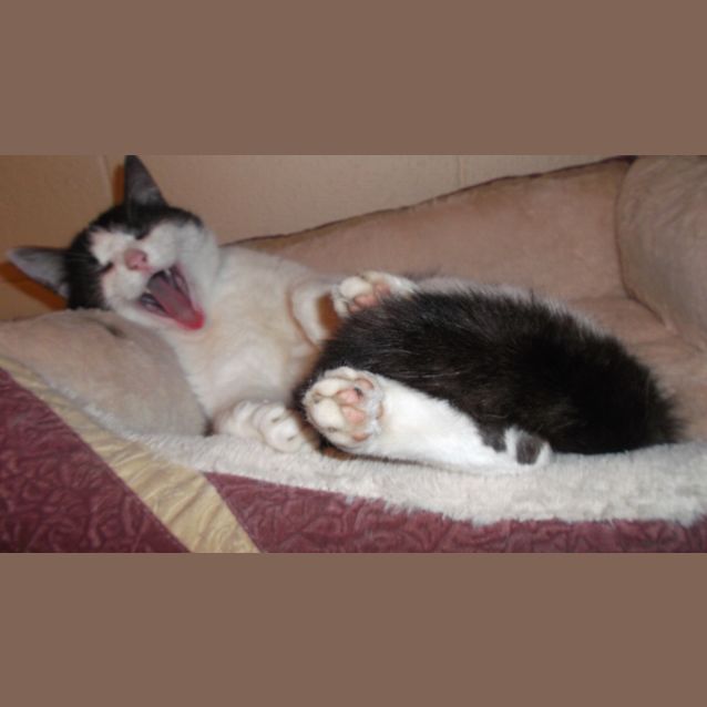 Photo of Sherlock And Carmelo