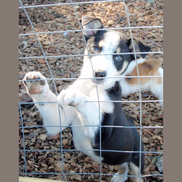 Photo of Angus (E1019)