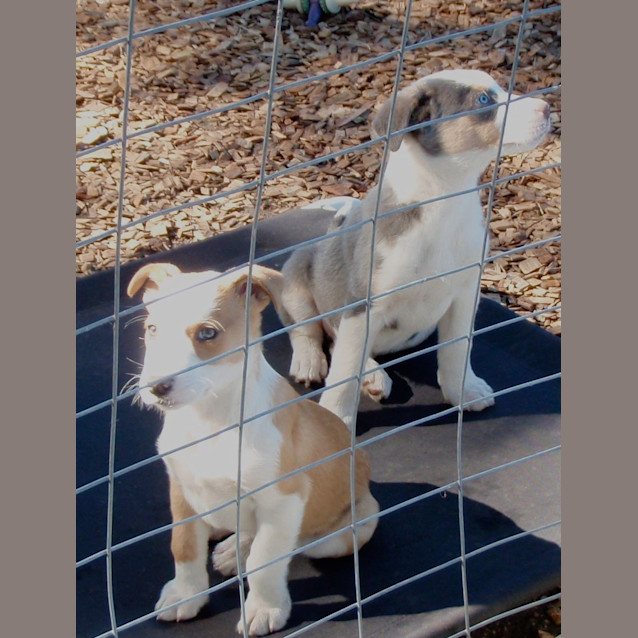 Photo of Jeanie (E1025)