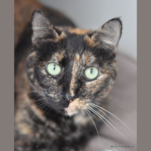 Photo of Jaffa