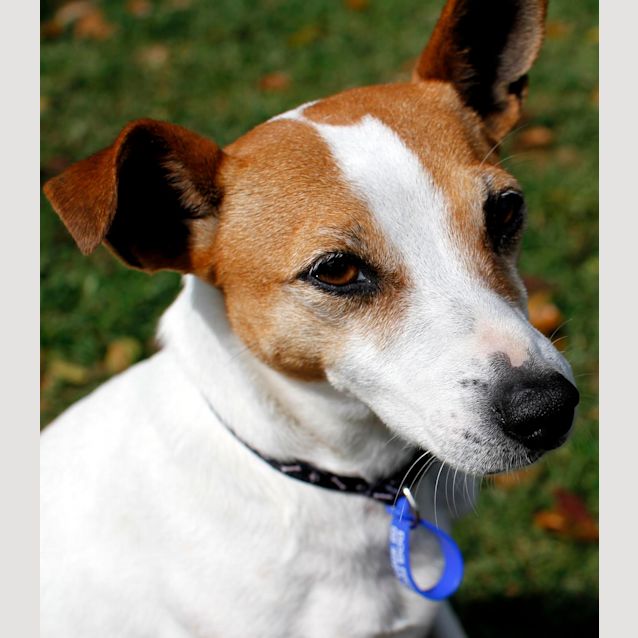Photo of Missy (On Trial 12/9/13)