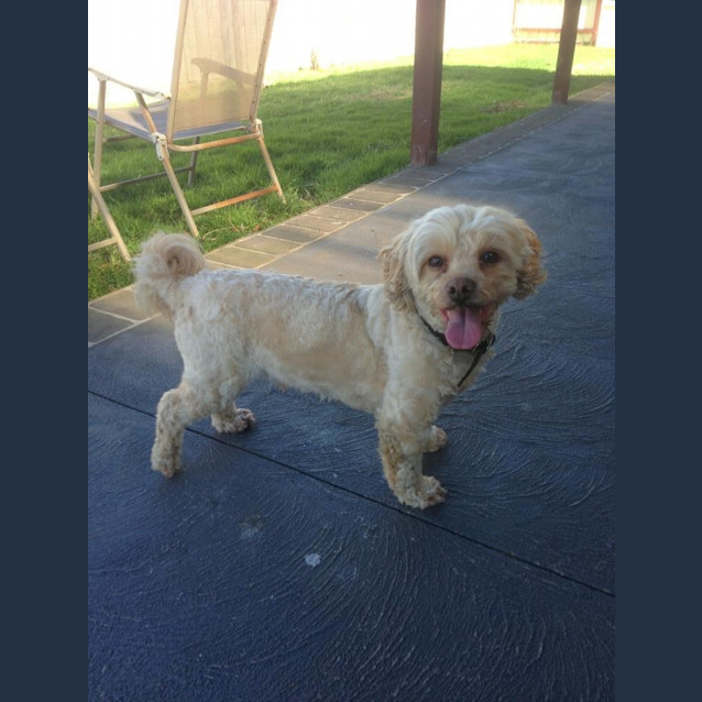 Photo of Charlie  (On Trial)