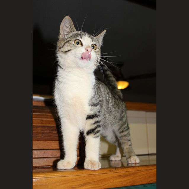 Photo of Archie(nc210)