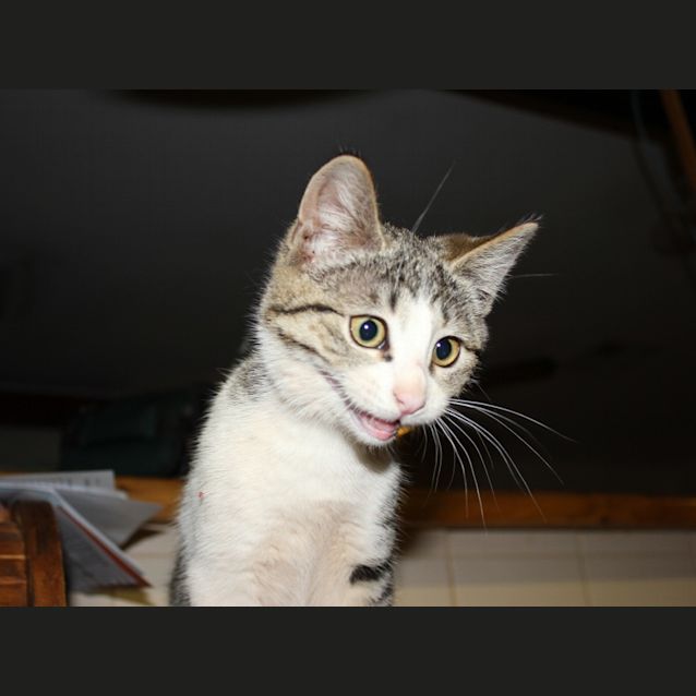 Photo of Archie(nc210)
