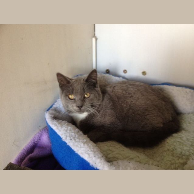 Photo of "Reuben"   Purrfect Match