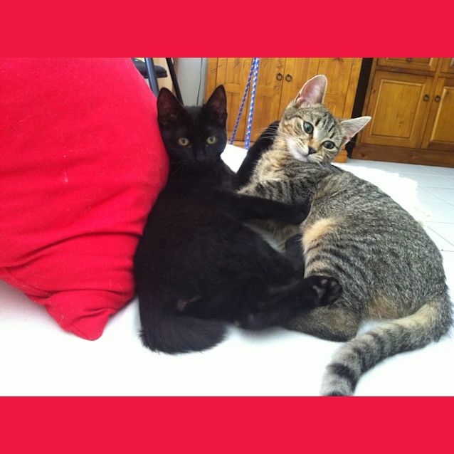 Photo of Comet 