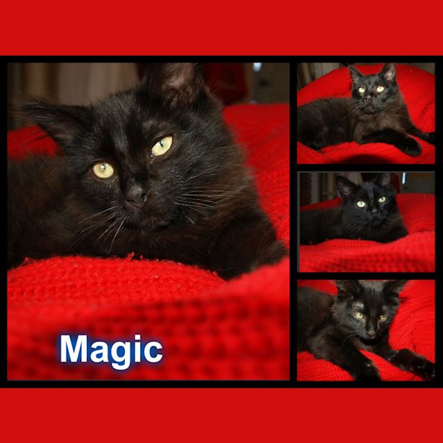Photo of Magic