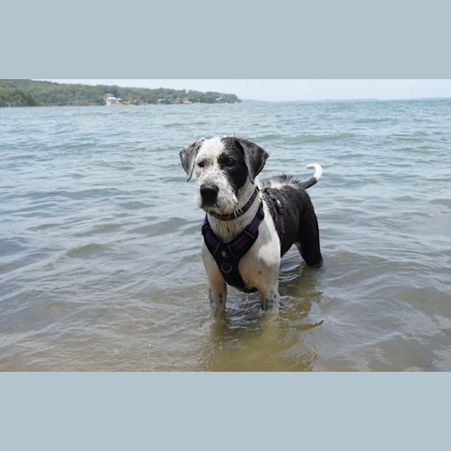 Photo of Koda   4 Year Old Wolfhound X