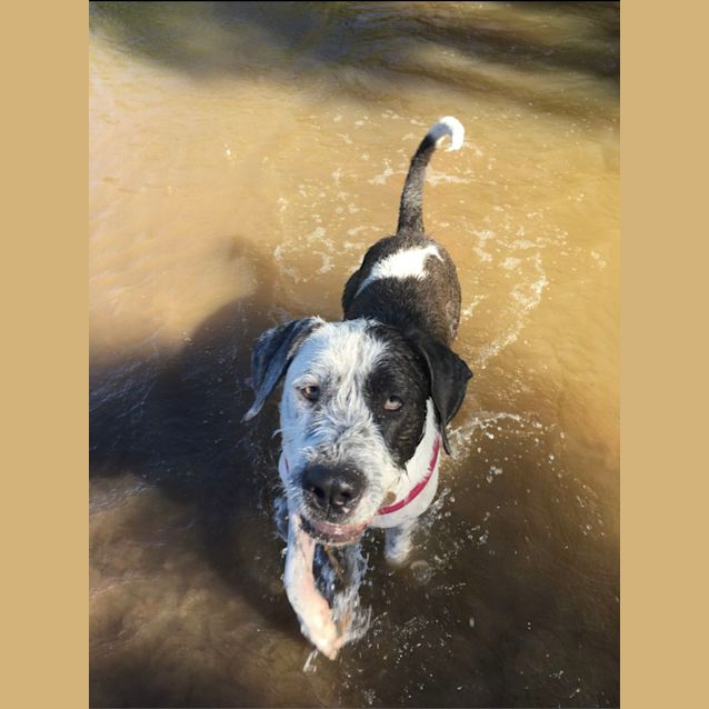 Photo of Koda   4 Year Old Wolfhound X