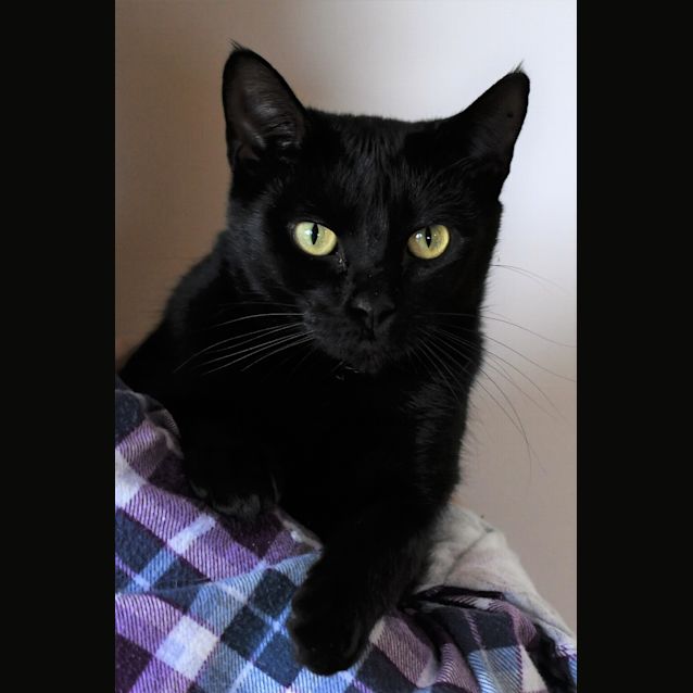 Photo of Shadow