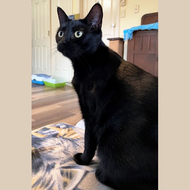 Photo of Shadow