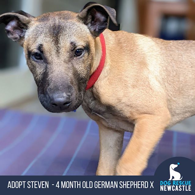 Photo of Steven   4 Month Old German Shepherd X (Trial)