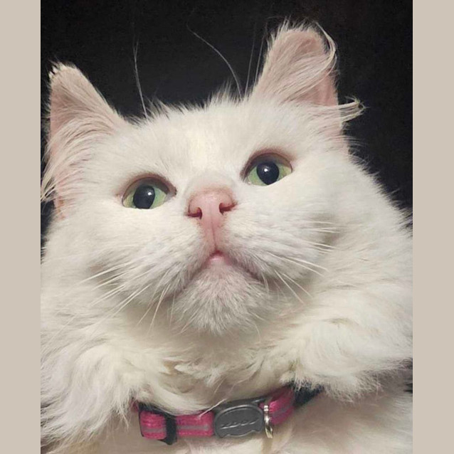 Photo of Pearl