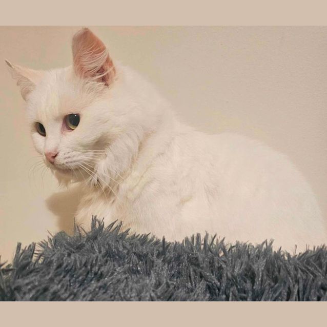 Photo of Pearl