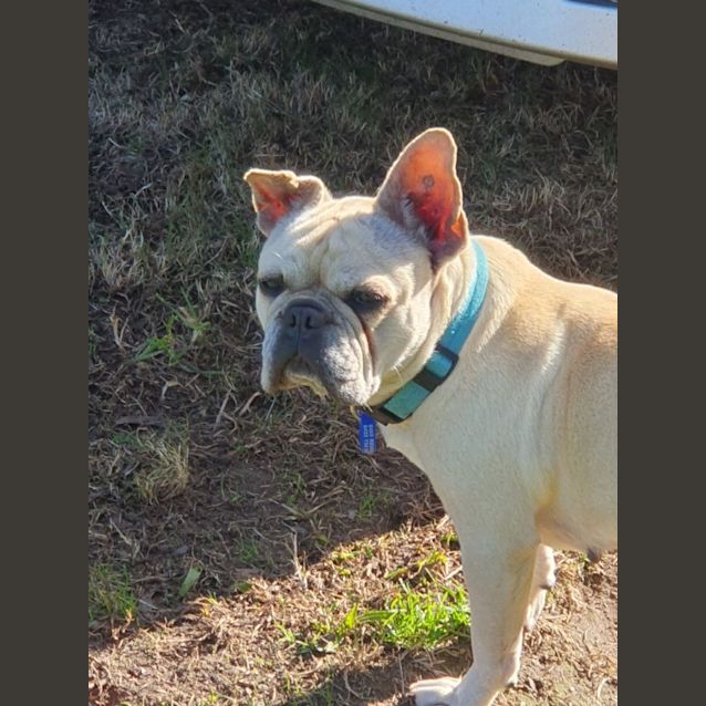 Photo of Lily   6 Year Old French Bulldog (Trial)