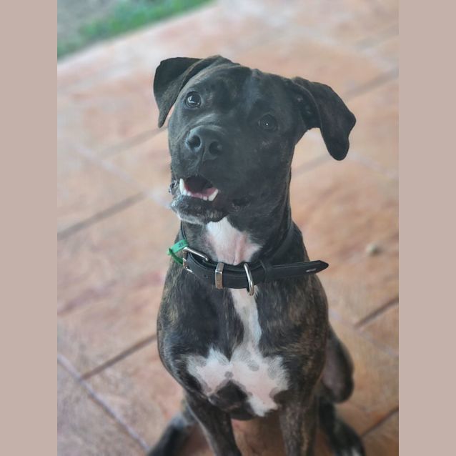 Photo of Bailey