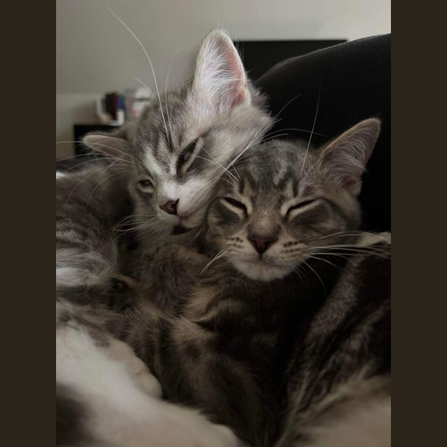 Photo of Poppy & Henry