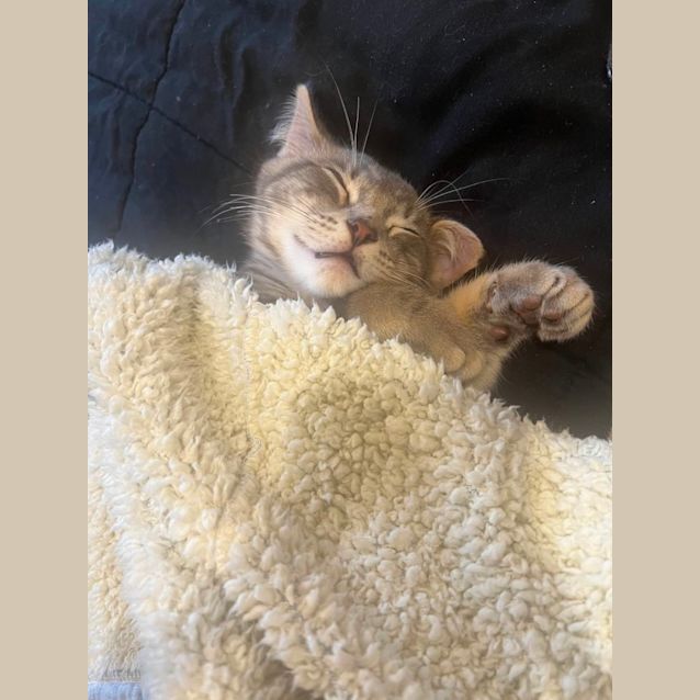 Photo of Poppy & Henry