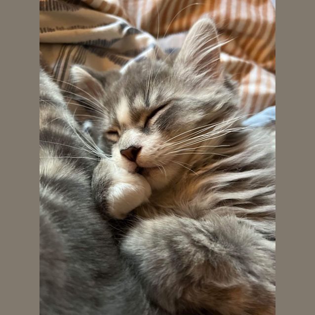 Photo of Poppy & Henry