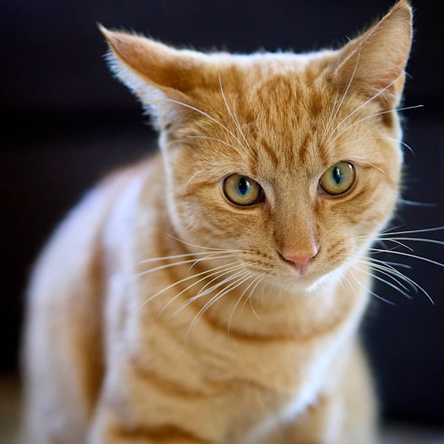 Photo of Sampson
