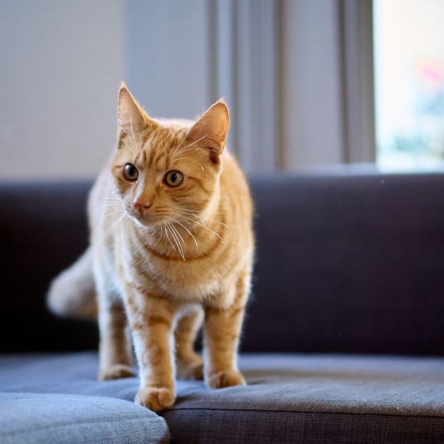 Photo of Sampson