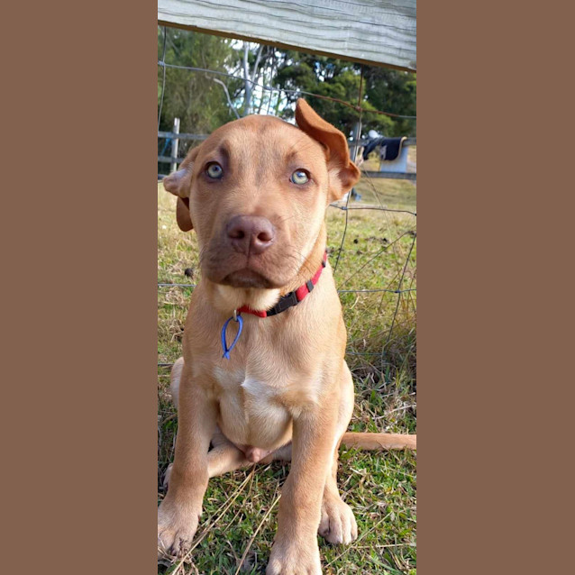 Photo of Jeremy   3 Month Old Mastiff X (Trial)