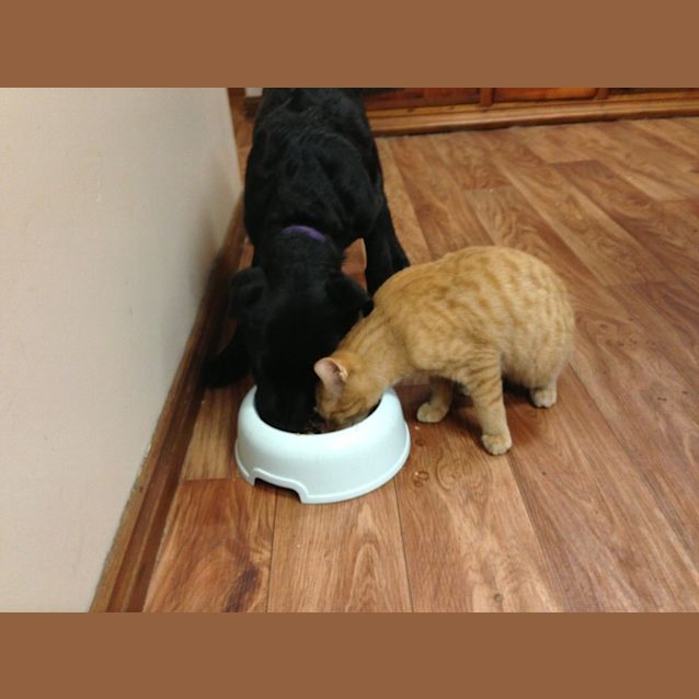 Photo of Scooter (Reduced Adoption Fee)