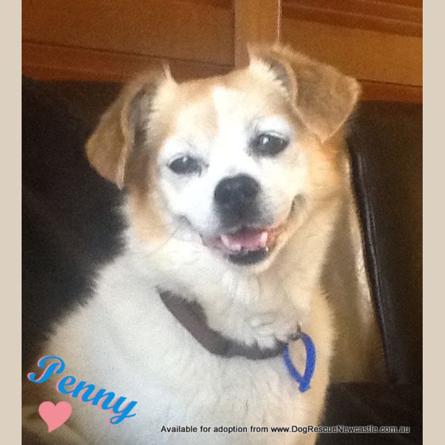Photo of Penny (On Trial 8/9/13)